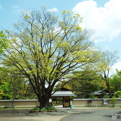 日本庭園1