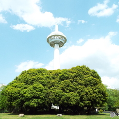新緑の所沢航空記念公園1