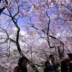 高遠の桜 －１２