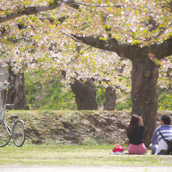 零れ桜を愛でながら...