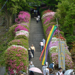 つつじ_大興善寺_01