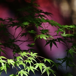 歳時記