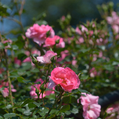 バラ_神代植物公園_1
