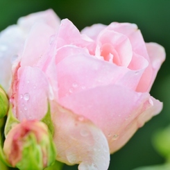 Rose Gartenより　愛を込めて・・・２１