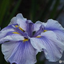 花菖蒲6