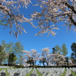 桜に囲まれて永久の眠りに