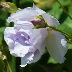 Rose Gartenより　愛を込めて・・・61