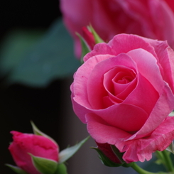 花散歩‐濃いピンクの薔薇