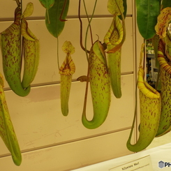 らん展9