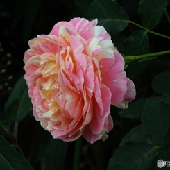 薔薇10
