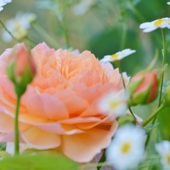 Rose Gartenより　愛を込めて・・・81