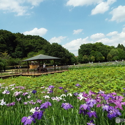 北山公園