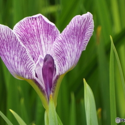 北山公園・花菖蒲9