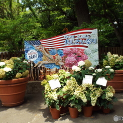 豊島園・紫陽花1