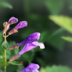 その名こそ 恐ろしげなる 花なれど 愛しかるべし ラショウモンカズラ