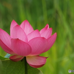 昭和記念公園・蓮6