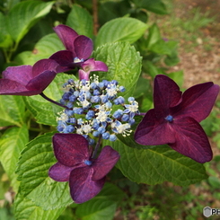 昭和記念公園・紫陽花7
