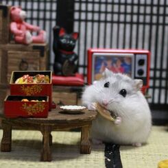 Hamuru03