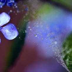 梅雨のハーモニー