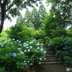 日本庭園6