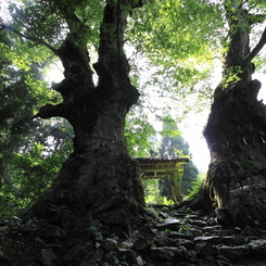 巨木と山門