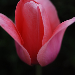 DSC_0176