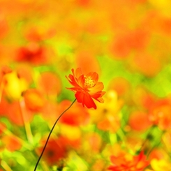 Cosmos sulphureus　～野性的な美しさ～