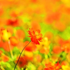 Cosmos sulphureus　～野性的な美しさ～