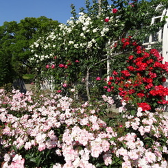 桜霞と薔薇のアーチ