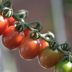奥さんのお庭　TOMATO　壱の１