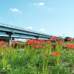 入間川沿いを散策1