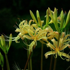 珍しい曼珠沙華