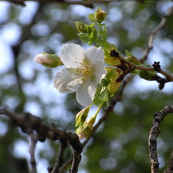 冬桜