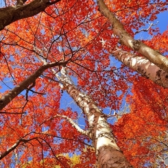 紅葉が待ち遠しい