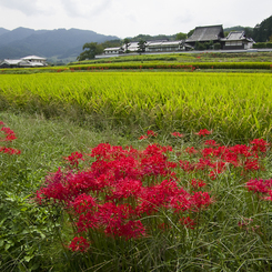 曼珠沙華と橘寺