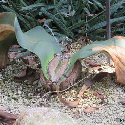 植物園２０