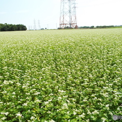 蕎麦畑2