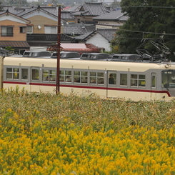 黄色の中を走る