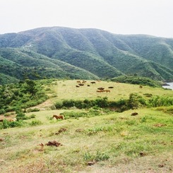 野生