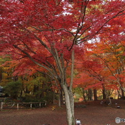 月の石もみじ公園11