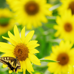 Sunflower with Swallowtail butterfly