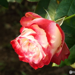 新宿御苑・秋薔薇18