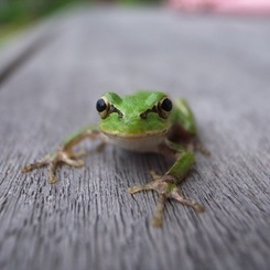 カエルのカメラ目線