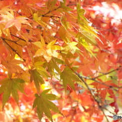 井の頭恩賜公園15