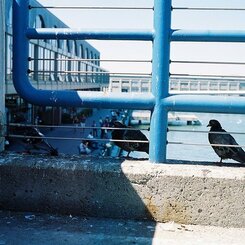 photo_73313
