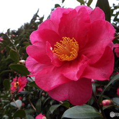 山茶花3