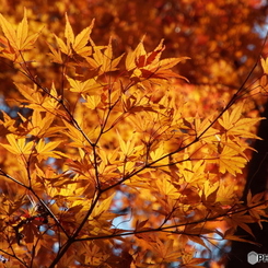紅葉2