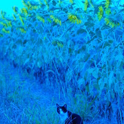 猫とひまわり