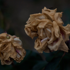 Withered roses