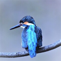 The Blue